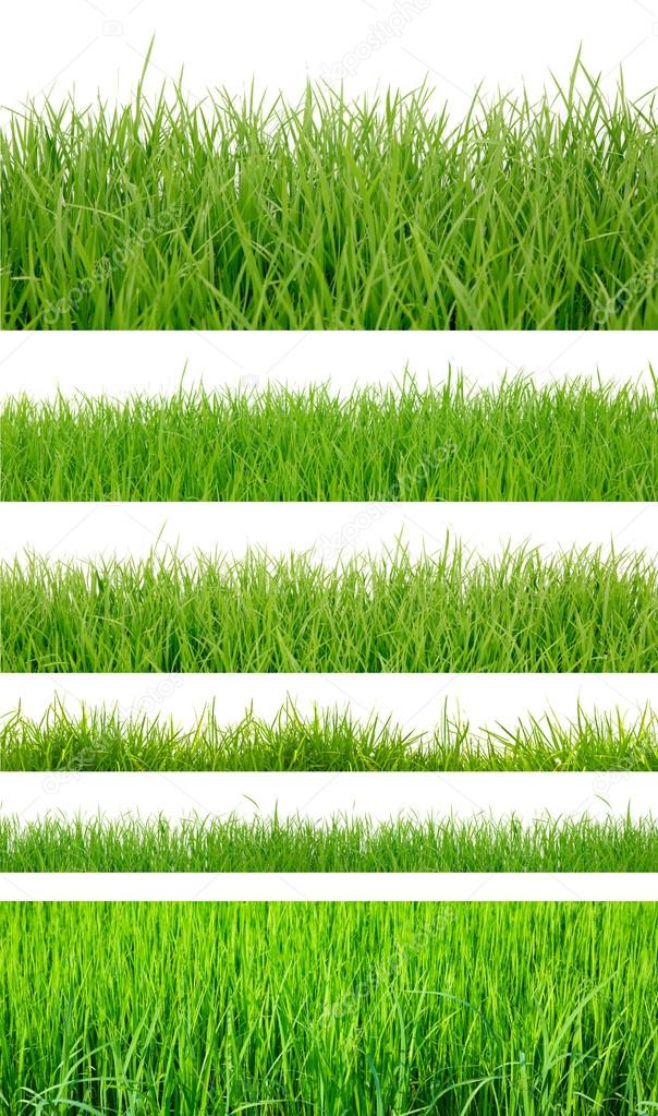 Backgrounds of fresh spring green grass Isolated On White