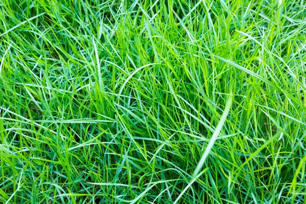 Close-up image of fresh spring green grass — Stock Photo, Image