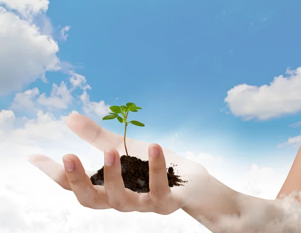 Mão de negócios segurando verde pequena planta sobre o céu azul com nuvem — Fotografia de Stock
