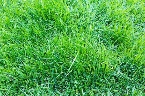 Nahaufnahme von frischem frühlingsgrünem Gras — Stockfoto
