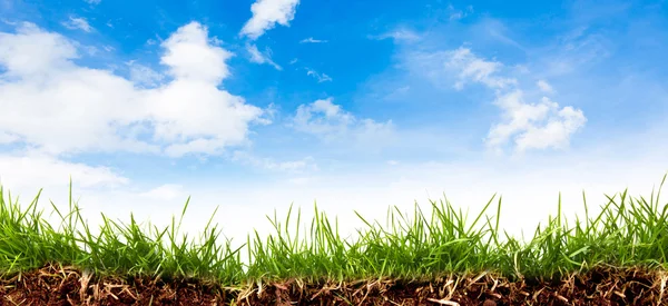 Fresh spring green grass with blue sky — Stock Photo, Image