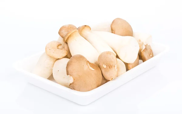 Re Oyster funghi eringi su sfondo bianco — Foto Stock