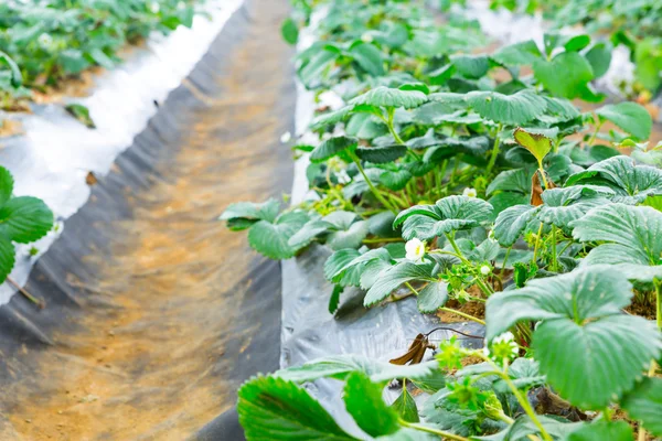 Strawberry field — Stock Photo, Image