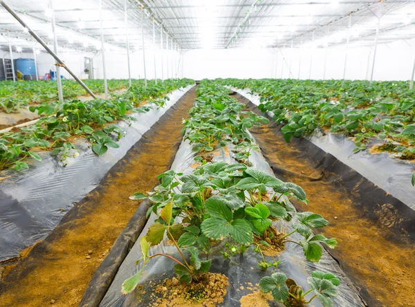 Strawberry field — Stock Photo, Image