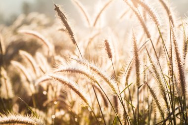 çayır ve günbatımı çimen