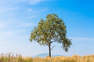 gökyüzü, çimen ve ağaç, yaz yatay