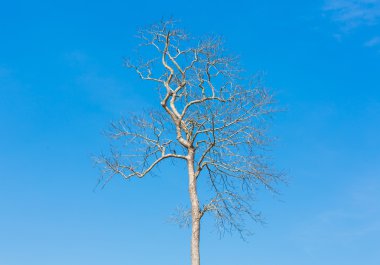 ölü ağaç dalı mavi gökyüzü