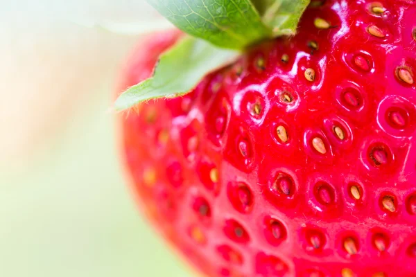 Strawberry Field — Stock Photo, Image
