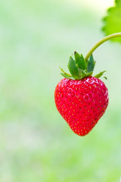 Champ de fraises — Photo