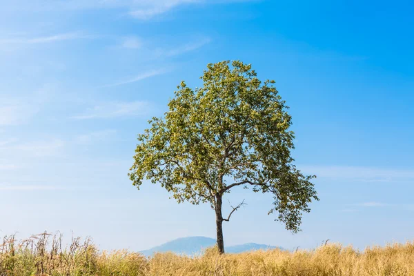 Летний пейзаж с небом, травой и деревом — стоковое фото