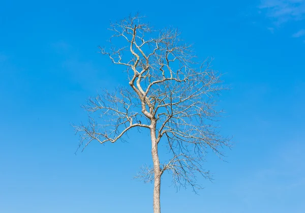 Ramo da árvore morta contra o céu azul — Fotografia de Stock