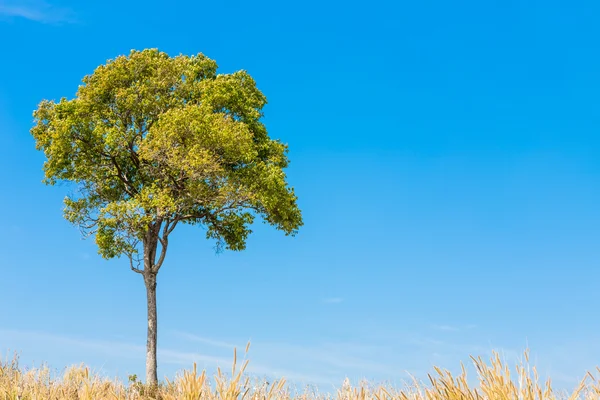 Летний пейзаж с небом, травой и деревом — стоковое фото