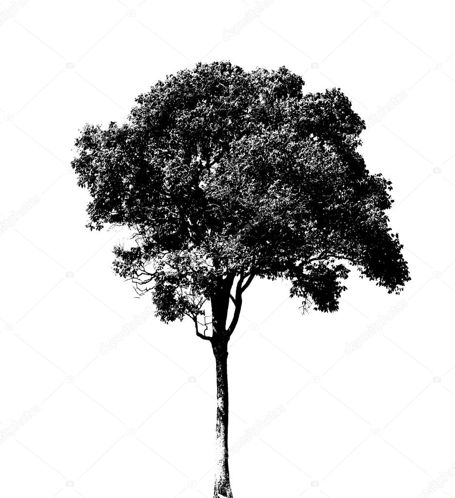 Tree silhouette isolated on white