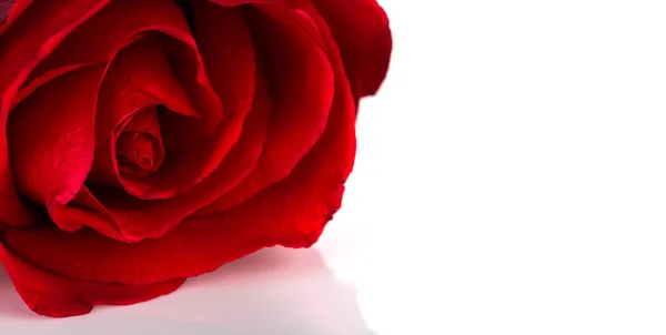 Bella rosa rossa isolata su sfondo bianco — Foto Stock