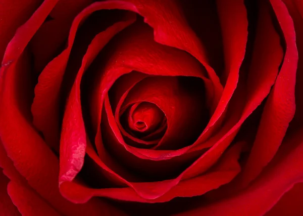 Όμορφη στενή επάνω του κόκκινο τριαντάφυλλο — Φωτογραφία Αρχείου