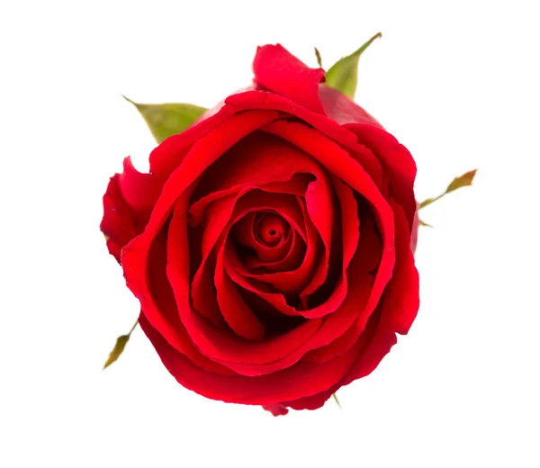 Beautiful red rose isolated on white background — Stock Photo, Image