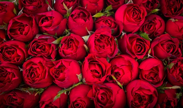 Red roses background — Stock Photo, Image