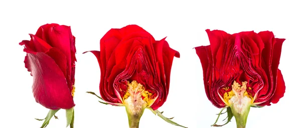 Cross section of Beautiful red rose isolated on white background — Stock Photo, Image