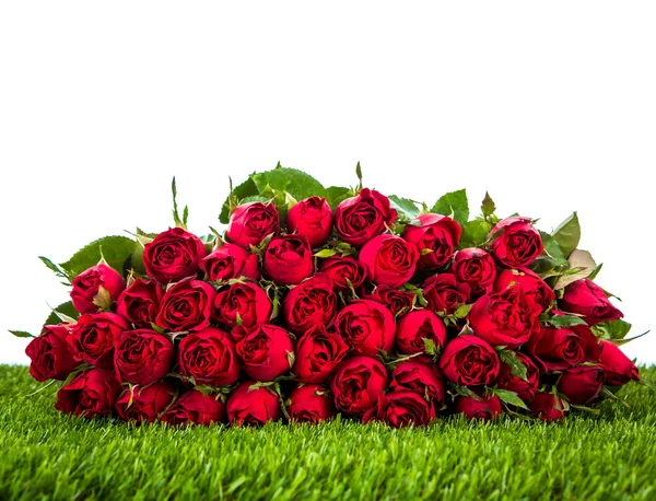 Red rose on green grass background — Stock Photo, Image