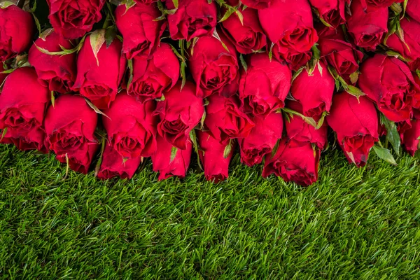 緑の草の背景に赤いバラ — ストック写真