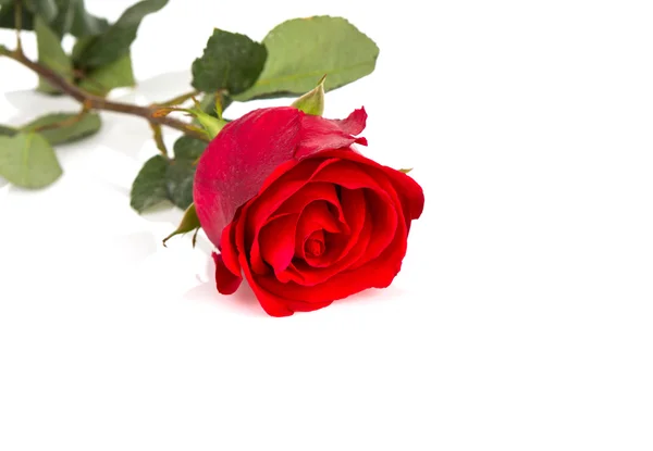 Beautiful red rose isolated on white background Stock Photo