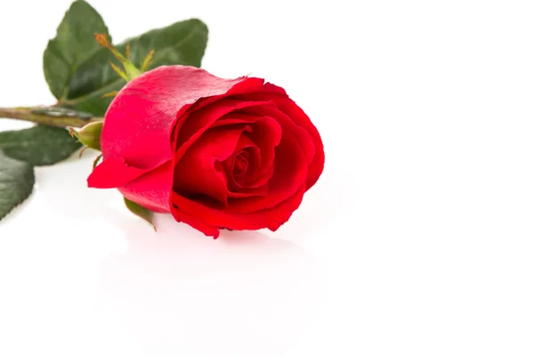 Beautiful red rose isolated on white background Stock Image