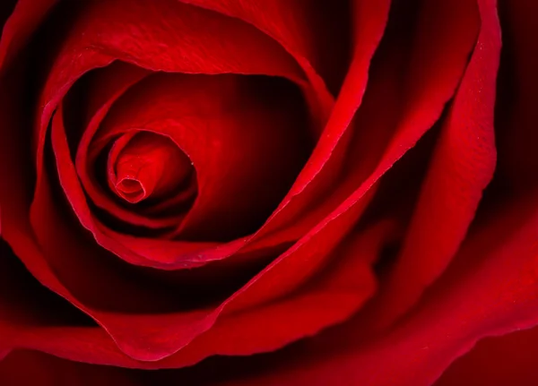 Beautiful close up of red rose — Stock Photo, Image