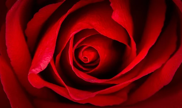 Beautiful close up of red rose — Stock Photo, Image