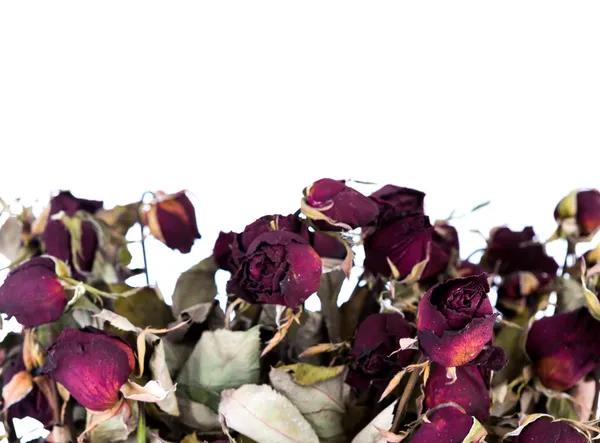 Dried rose isolated on white background — Stock Photo, Image