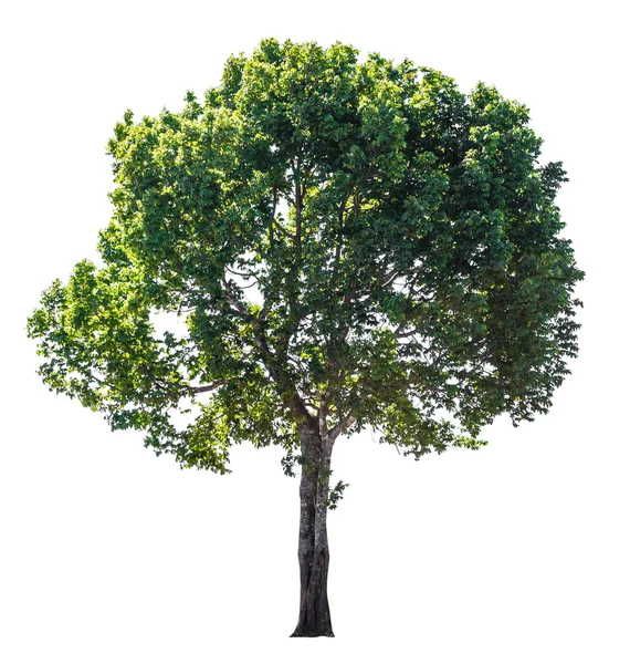 Tree isolated on white with clipping path — Stock Photo, Image