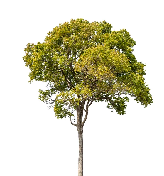 Árbol aislado en blanco con camino de recorte —  Fotos de Stock