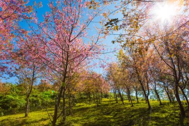Güzel pembe çiçek.