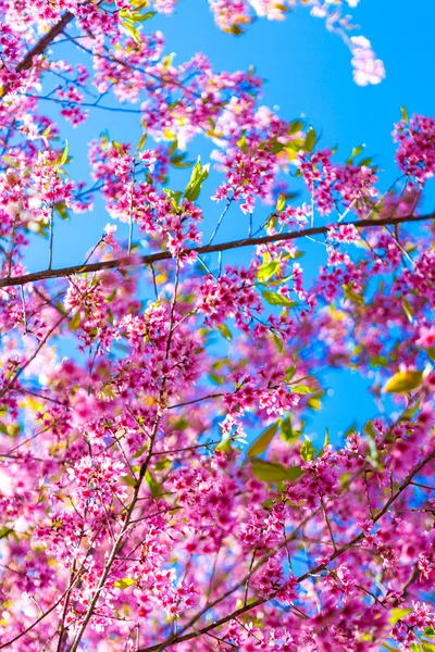 Beautiful pink flower blossom — Stock Photo, Image