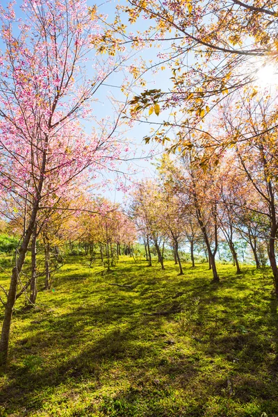 Beautiful pink flower blossom — Stock Photo, Image