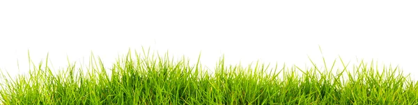 Fresh spring green grass with soil isolated on white background. — Stock Photo, Image