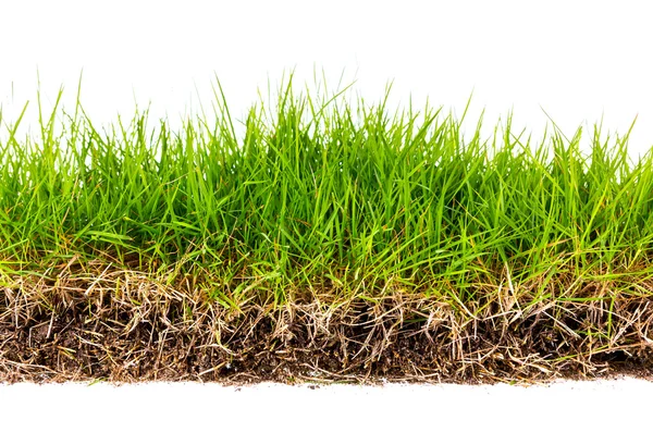 Frisches frühlingsgrünes Gras mit Erde isoliert auf weißem Hintergrund. — Stockfoto