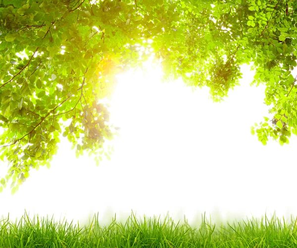 Свежая весенняя зеленая трава с зеленым листом, летнее время — стоковое фото