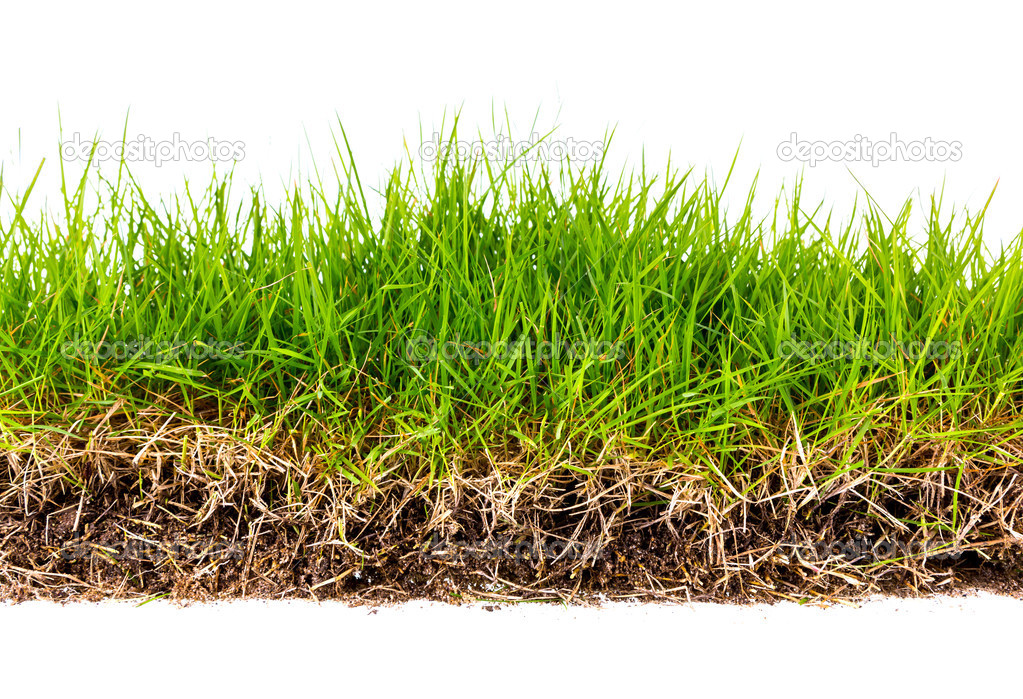 Fresh spring green grass with soil isolated on white background.