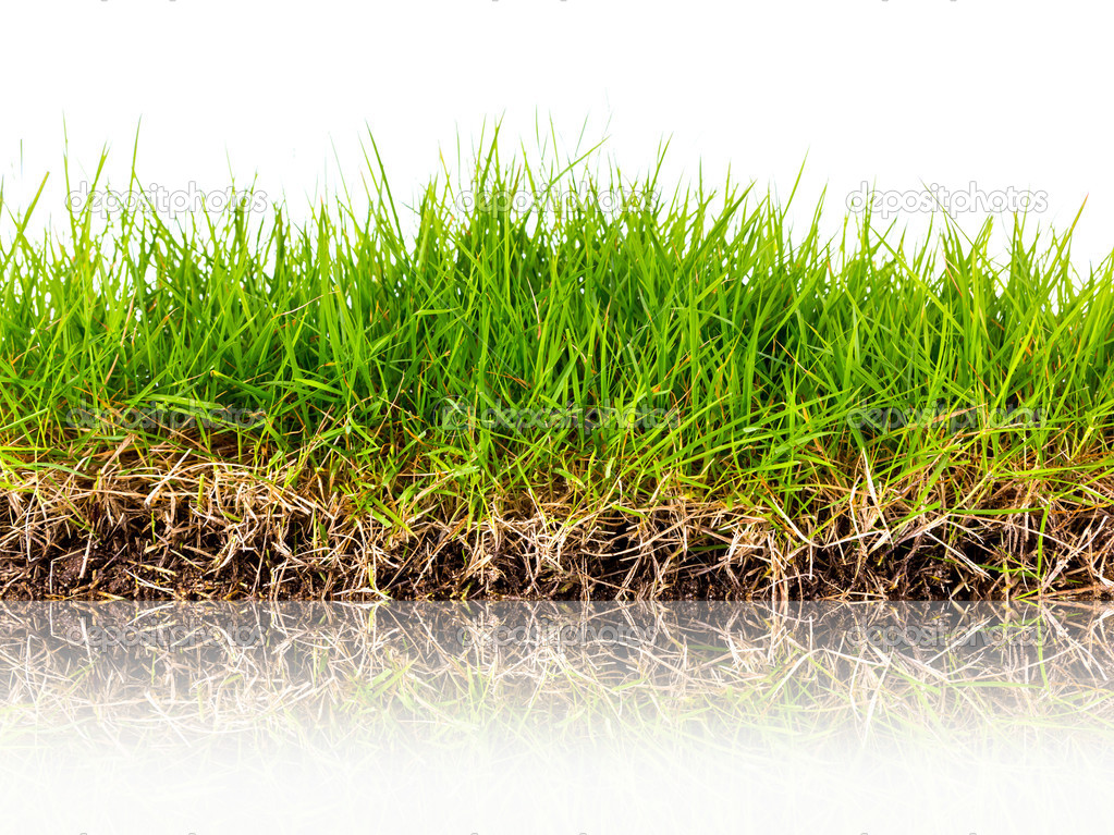 Fresh spring green grass with soil isolated on white background.