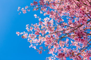 Güzel pembe çiçek.