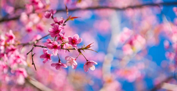 Beautiful pink flower blossom — Stock Photo, Image