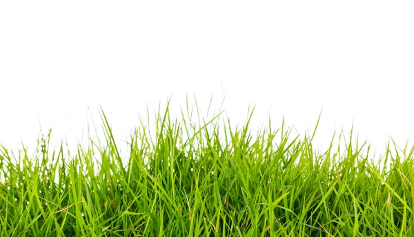 Fresca primavera erba verde con terreno isolato su sfondo bianco . — Foto Stock