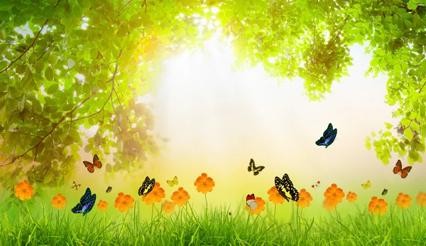 Fresh spring green grass with green leaf and butterfly , Summer — Stock Photo, Image