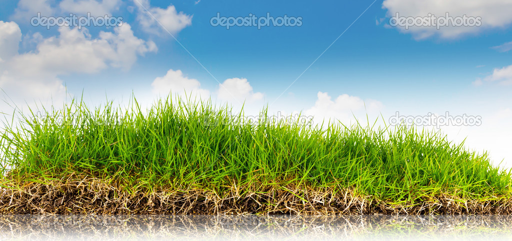 Spring nature background with grass and blue sky in the back .su