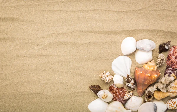 Sea shells on beach sand . Summer background — Stock Photo, Image