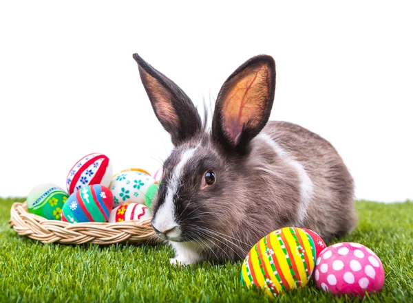 Rabbit and easter eggs in green grass isolated on white backgrou — Stock Photo, Image