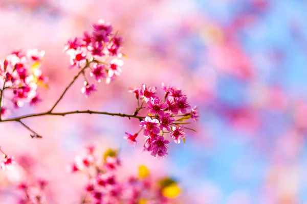 Beautiful pink flower blossom — Stock Photo, Image