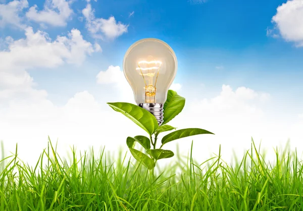 Eco koncept - lampa växa i gräset mot vita backgro — Stockfoto