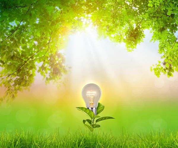 Bulb plant growing over natural green background — Stock Photo, Image