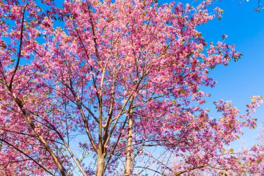 Güzel pembe çiçek.